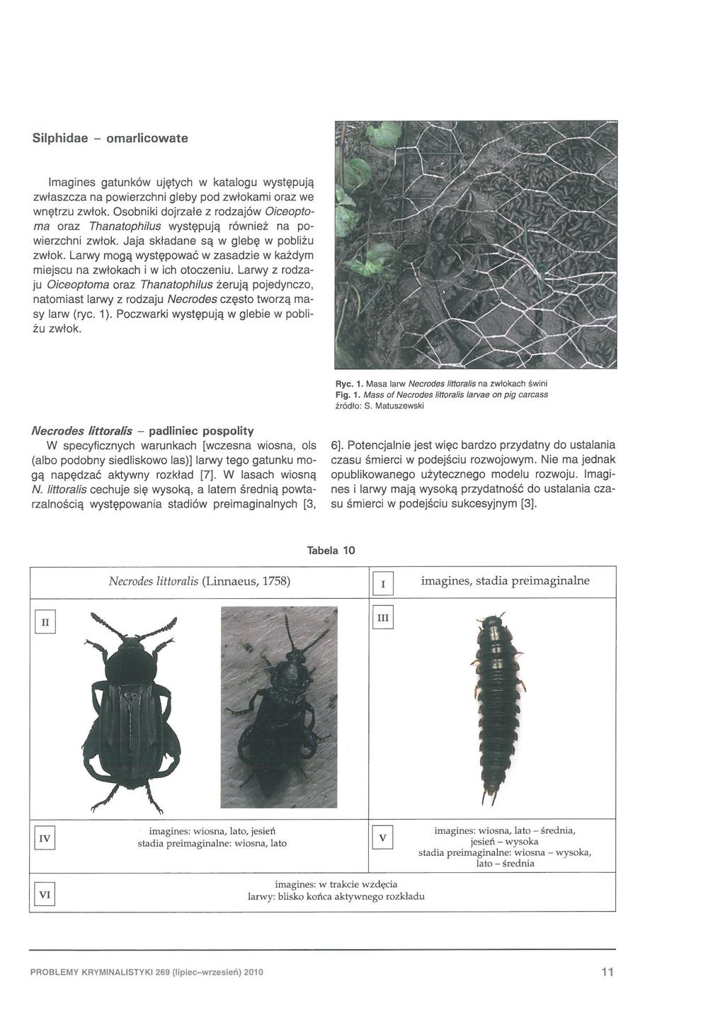Silphidae - omarlicowate Imagines gatunków ujętych w katalogu wy stę pują zwłaszcza na powierzchni gleby pod zwłokam i oraz we wn ętrzu zwłok.