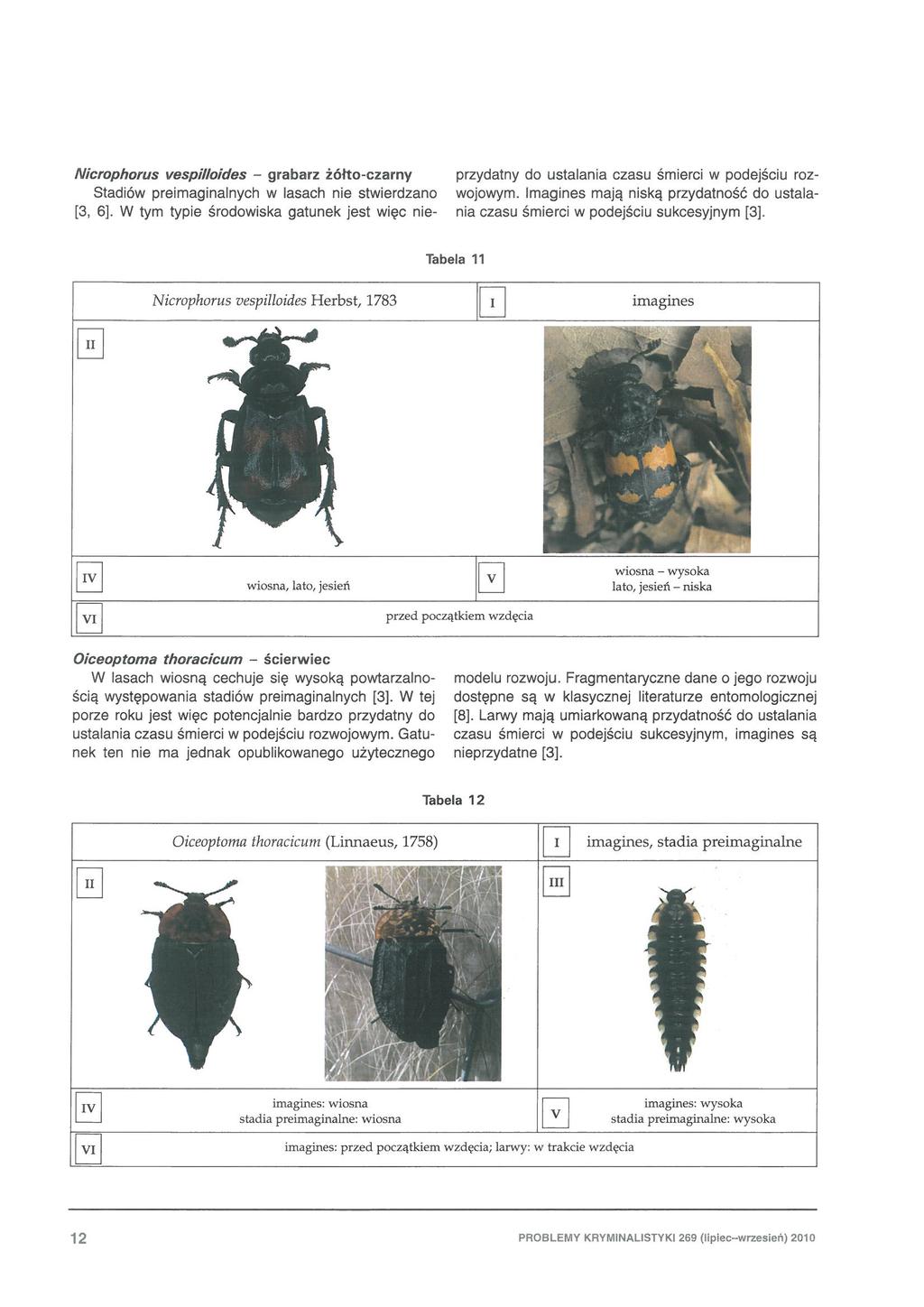 Nicrophorus vespilloides - grabarz żółto-czarny Stadiów preimaginalnych w lasach nie stwierdzano [3, 6].