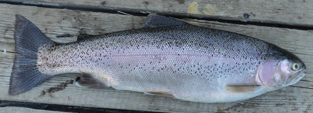 Palia/golec arktyczny Salvelinus alpinus gatunek, który rzekomo miał występować w Małym Stawie (fot. A.