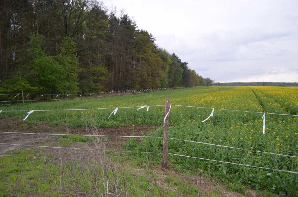 ZDJĘCIE NR 13. Grodzenie pola uprawnego dz.