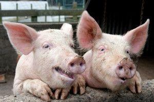 .pl https://www..pl Stosuję od kilku lat żywienie na mokro. Dzięki temu systemowi byłem w stanie przetrwać ostatni kryzys w hodowli świń.