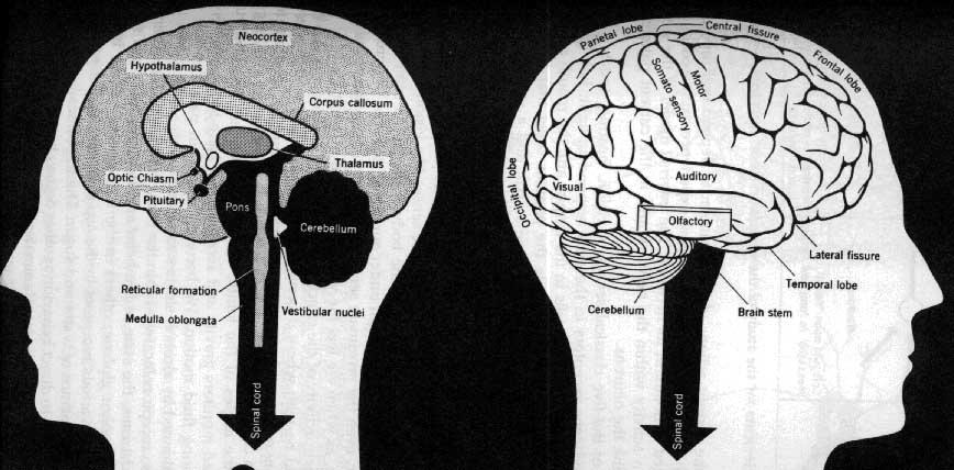 Biologiczne inspiracje Pierwowzorem i jednocześnie niedościgłym wzorem sztucznych sieci