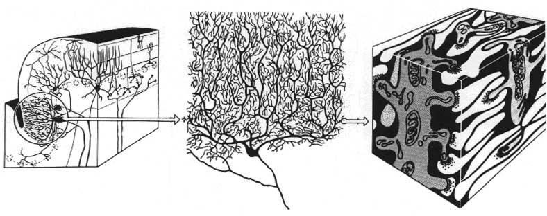 5 kg Liczba neuronów ~ 10 10 Liczba połączeń ~ 10 15 Długość połączeń ~ 0.