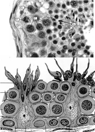 komórki plemnikotwórcze komórki Sertolego