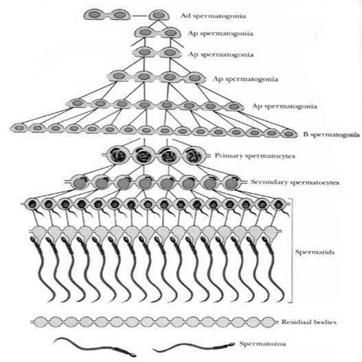 Komórki plemnikotwórcze: spermatogonie A, B