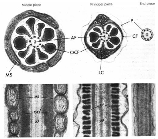 mitochondrialnego wokół witki usunięcie zbędnej