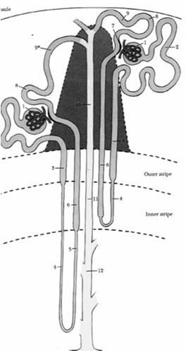 Nefron Kanaliki nerkowe nefrony (nierozgałęzione,
