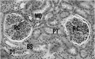 Rozmieszczenie kanalików nerkowych w różnych