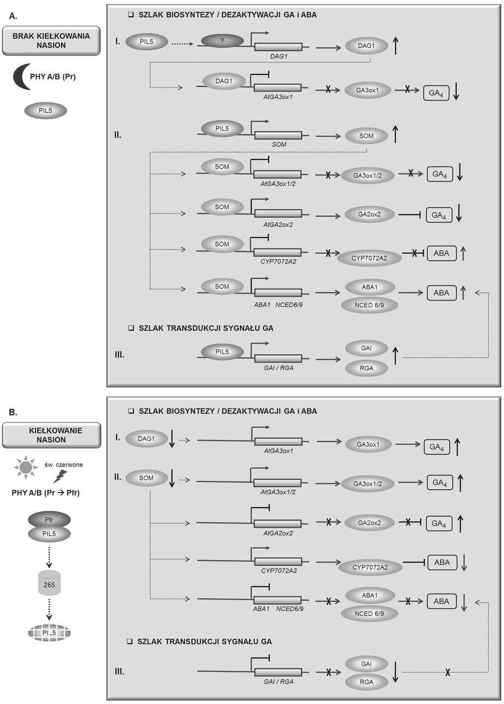 Regulacja metabolizmu giberelin u roślin 225 Ryc. 7.