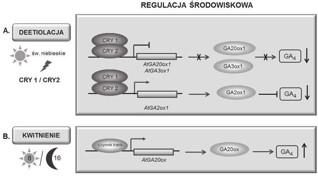 226 Katarzyna Marciniak i współaut. Ryc. 8. Środowiskowa regulacja aktywności transkrypcyjnej genów kodujących białka związane z metabolizmem GA u rzodkiewnika w procesie deetiolacji i kwitnienia.