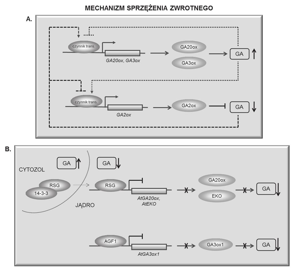 Regulacja metabolizmu giberelin u roślin 221 Ryc. 5. (A) Mechanizm sprzężenia zwrotnego w szlakach biosyntezy i dezaktywacji GA; (B) Udział białek RSG i AGF1 w utrzymaniu homeostazy giberelinowej.