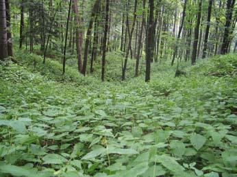 Rzadko występują na dnie doliny, rozwijają się przede wszystkim na glebach brunatnych właściwych i glebach brunatnych kwaśnych. Starzec lepki na gołoborzu J.