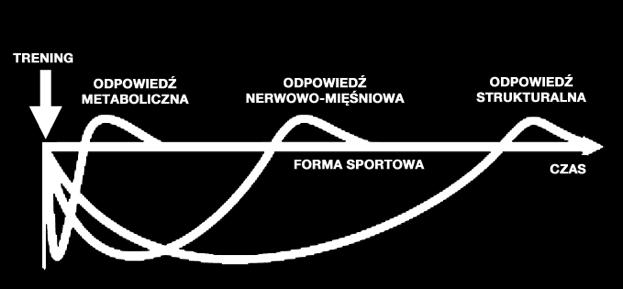 System nerwowo-mięśniowy potrzebuje od 12-36 godzin na regenerację w zależności od intensywności