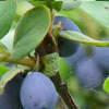 Berry Smart Blue Berry Smart Blue Późna, krzew naturalnie prowadzony owocuje do 3kg lecz można go przycinać by bardziej się rozkrzewiał i dawał większy plon.