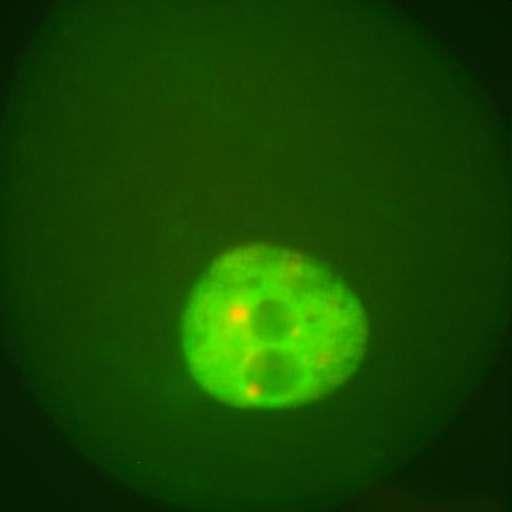 Detekcja immunofluorescencyjna BrUTP wbudowane podczas transkrypcji w RNA jako bromouracyl I przeciwciało monoklonalne myszy (IgG), anty-brdu II przeciwciało monoklonalne kozy (IgG), anty-mysie IgG,