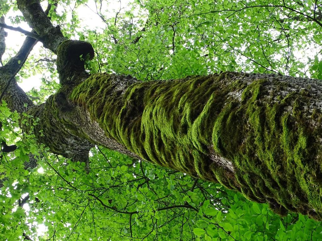 Głos naukowców przyrodników w debacie publicznej Anna Orczewska, Katedra Ekologii Wydział Biologii i Ochrony Środowiska,