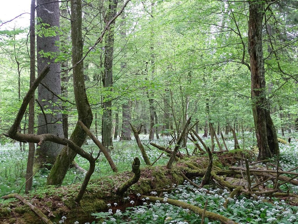 Przyrodnicy w obronie Puszczy