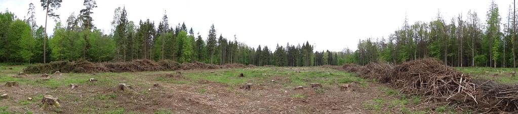 The impact of salvage logging after bark beetle outbreak on the herb layer composition and forest natural values.
