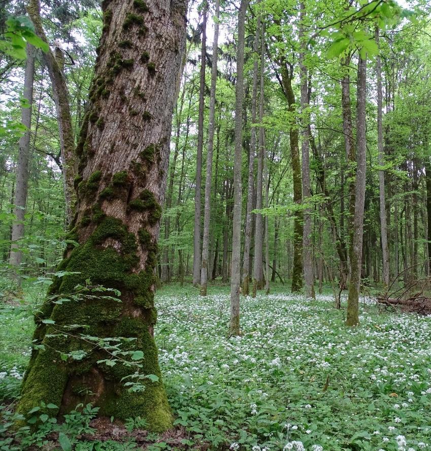 Anna Orczewska Źródło: Cała Puszcza parkiem narodowym.