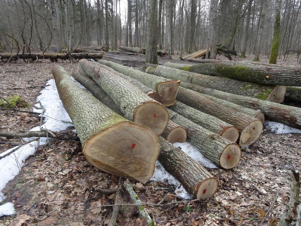 Prawie stuletnie dęby wycięte w lutym 2017, w strefie III UNESCO, w której obowiązuje