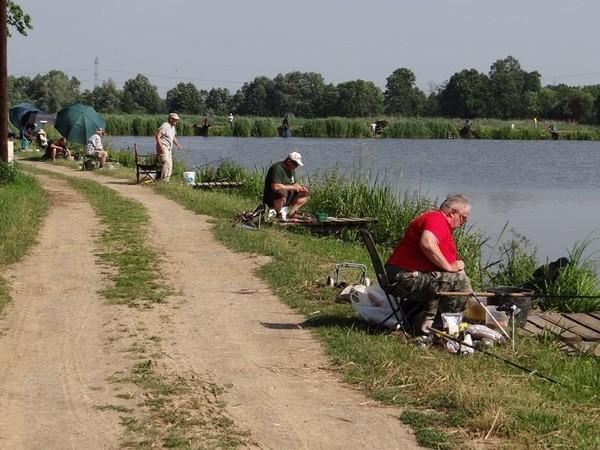 3.1 Ośrodek Zarybieniowy w Halinowie a) stawy hodowlane W latach 2013-2016 w OZ w Halinowie na powierzchni produkcyjnej 16,95 ha wyprodukowano łącznie 51,41 ton materiału zarybieniowego oraz 921 100