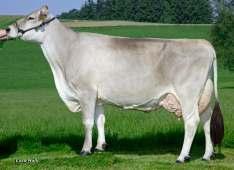 Brown Swiss Modest TM DE000813323063 ur. 02.09.2005 O.O. Gordon IT024000116924 M.O. Zanna IT021000250636 M 8105 F 329 F% 4.06 E 282 E% 3.48 O. Moiado IT021000582001 Modest TM DE000813323063 M.