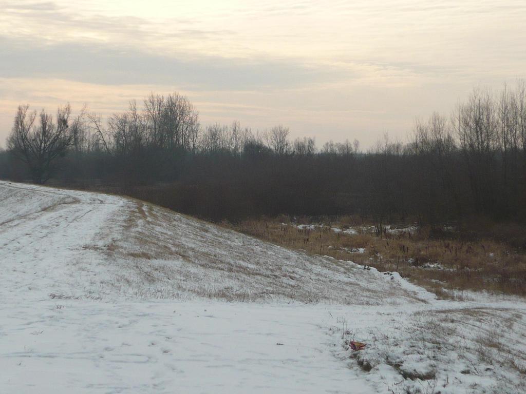 Fot. nr 36 Zarośnięte międzywale rzeki Wisły widok od strony