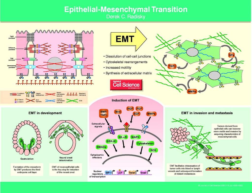 Przejście epitelialno-mezenchymalne Epithelial-Mesenchymal