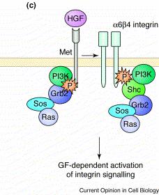 Wpływ aktywności receptorów czynników wzrostowych na ruchliwość komórek HGF i EGF regulują ruchliwość komórek