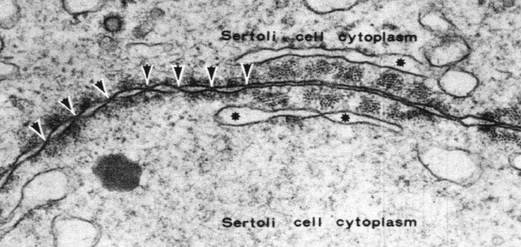 fałdami komórek Sertolego w kanaliku nasiennym bariera oddziela: - przedział