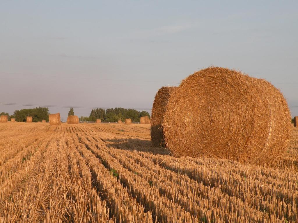 Koszty żywienia w przeliczeniu na 1 matkę Wyszczególnienie zł/szt.