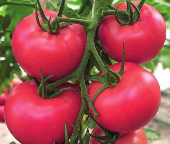 Kanna 218 F1 nowa tunelowa odmiana pomidora malinowego o bardzo trwałych owocach TYP UPRAWY: do uprawy tunelowej 160 180 g, bardzo twarde i trwałe» roślina dość silna» pokrój rośliny otwarty» dobrze