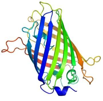 GFP jest małym białkiem (238 aminokwasów, 26,9 kda) pochodzącym z meduzy