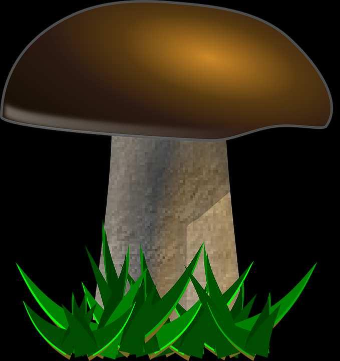 umożliwiające zaklasyfikowanie organizmu do grzybów; 3) wykazuje różnorodność budowy grzybów