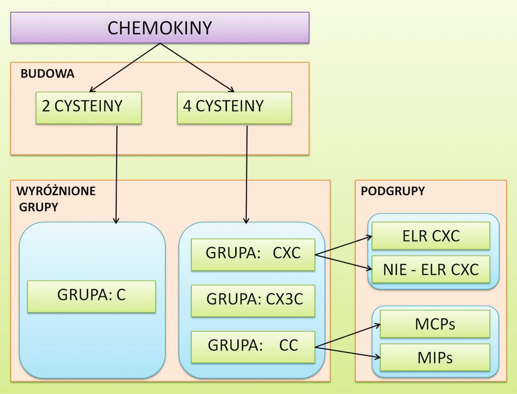 Podział wśród chemokin czterocysteinowych przedstawia się następująco: dwie pierwsze cysteiny leżące obok siebie tworzą grupę CC; dwie cysteiny oddzielone jednym aminokwasem niekonserwowanym należą