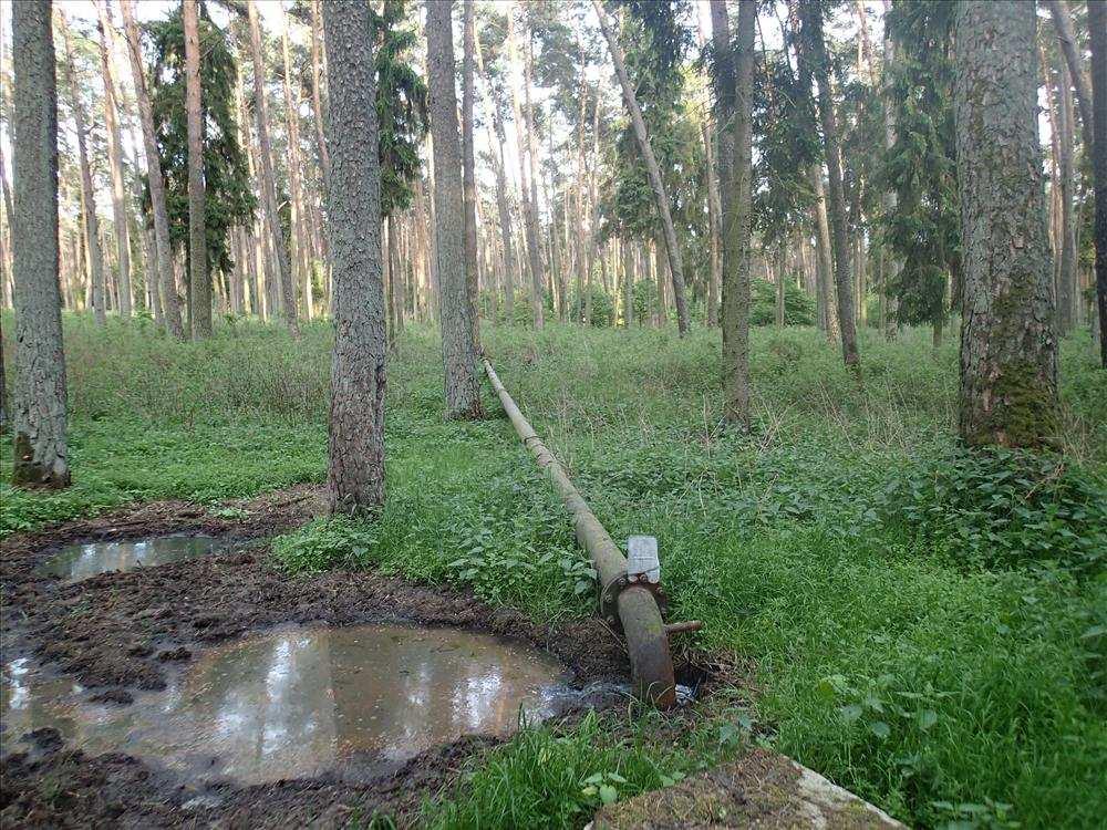 sosnowych na terenie byłej,