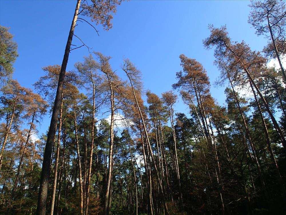 Nadleśnictwo Iława Wykonujemy zlecenia nietypowe np: Ekspertyza siedliskowa z zaplanowaniem