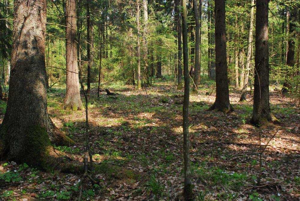 Inwentaryzacja siedlisk Natura 2000 Nie każdy las jest siedliskiem