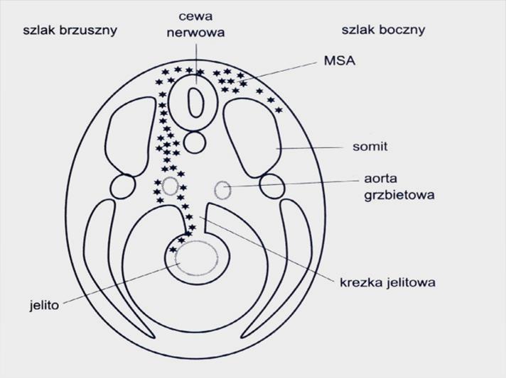 Rozwój układu nerwowego Migracja komórek z