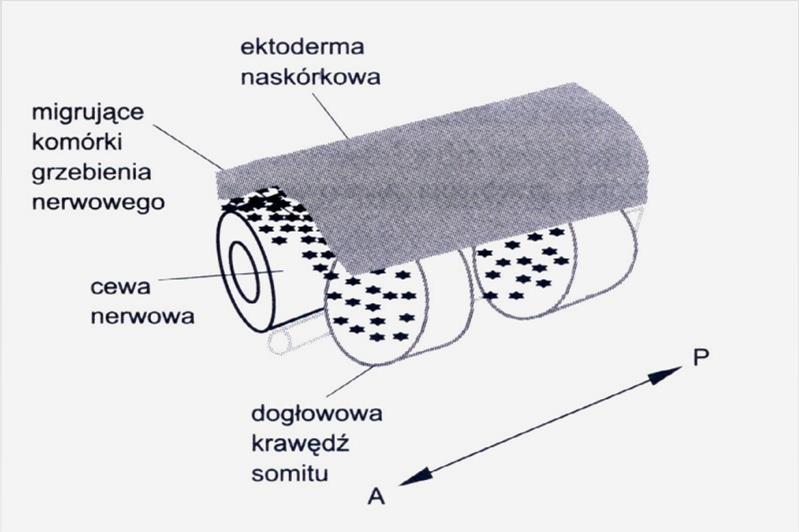 fibronektyna, GAG Neutrofiny, substancje