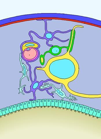 Bariera krew-mózg (B-BB) Opona miękka Stopka końcowa okołonacyniowa Makrofag Naczynie włosowate Komórka mikrogleju Astrocyt Stopka