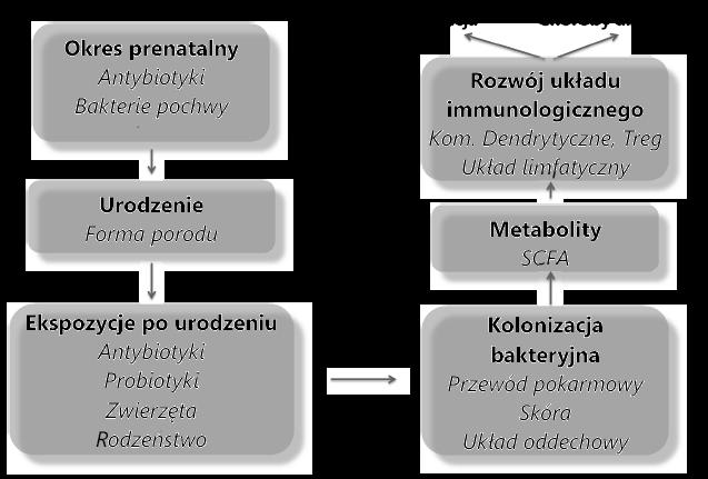 wewnętrznej. Strefa wewnętrzna zwykle jest wolna od bakterii. Skład śluzu, którego podstawowym składnikiem jest mucyna ma istotne znaczenie w kształtowaniu zjawisk immunotolerancji.