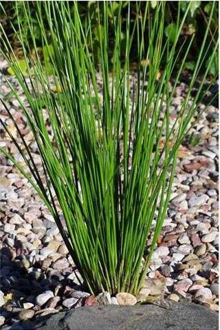 jak trzcina (Phragmites australis), poza tym zmniejsza ryzyko wystąpienia chorób roślin.