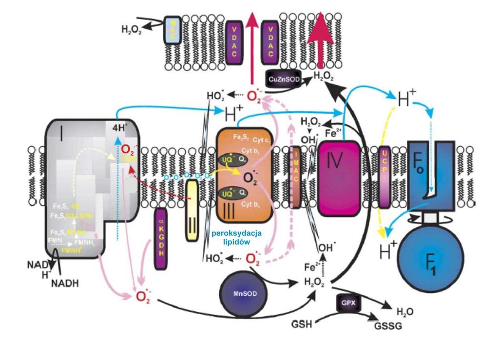 Ryc. 2A Główne źródła mitochondrialnych reaktywnych form tlenu.