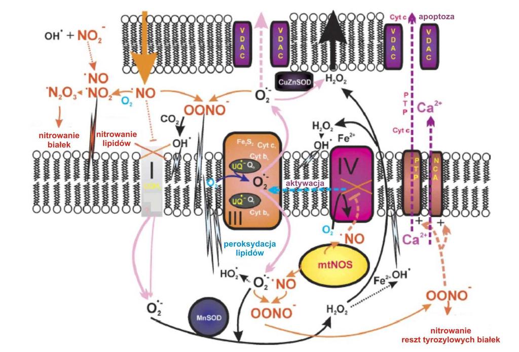Ryc. 2B Główne źródła mitochondrialnych reaktywnych form azotu.