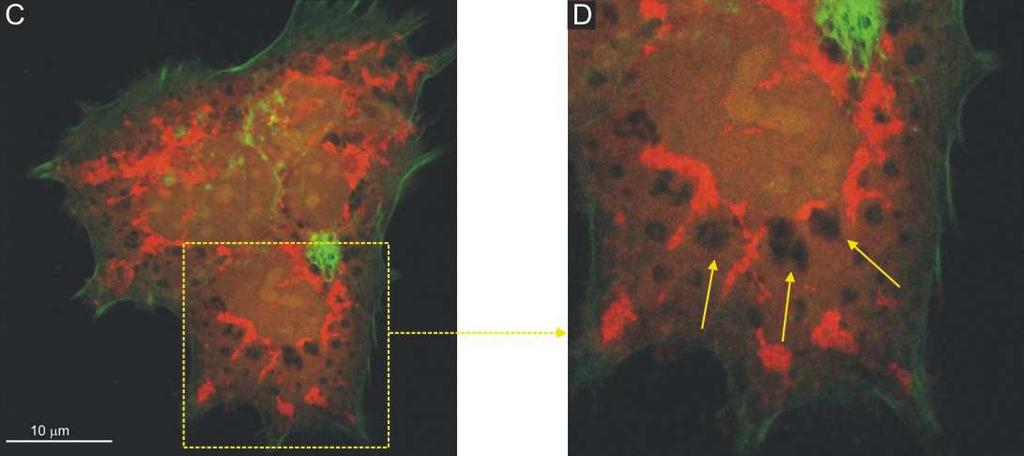Ryc. 23 Komórki JAR poddane 2-godzinnemu działaniu 100 µm menadionu, wyznakowano cytoszkielet (na zielono) i mitochondria (na czerwono). C.
