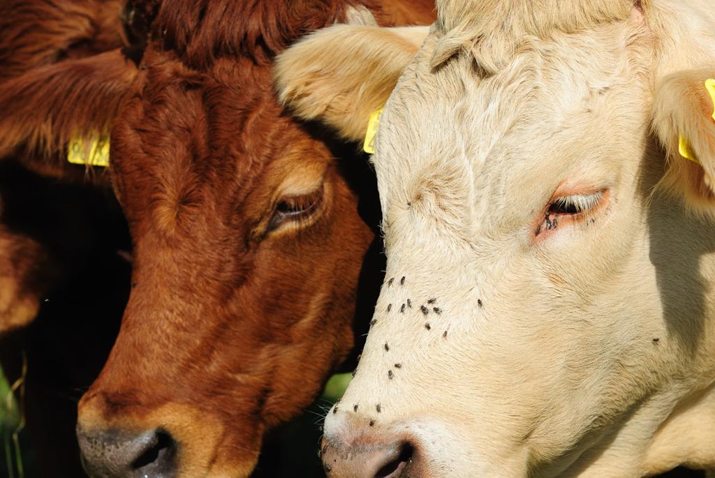 .pl https://www..pl Owady nie tylko niepokoją bydło, ale również przenoszą pomiędzy nimi wiele drobnoustrojów. Krowy w pierwszych dniach na pastwisku czują się wyśmienicie.