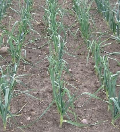 In leek the increase of plant height under the influence of weed management methods was stated. The highest leek plants were obtained in the plots with soil mulching and they were higher by 21.