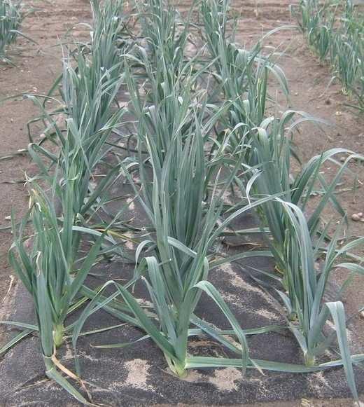 In Chinese cabbage the differences were lower, but there was a tendency of increasing the plant height by 2.0-6.9%, depending on the method of weed control.