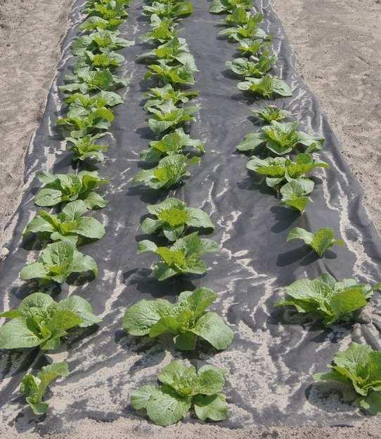 Favorable conditions for the growth of plants being grown in soil mulched with black plastic foil or non-woven also contributed to increase the degree of soil cover before harvest, both by the leek